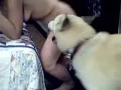 Fresh-faced, sultry, and worked-up mother In this animal fucking film, I would want to fuck getting drilled by a dog.